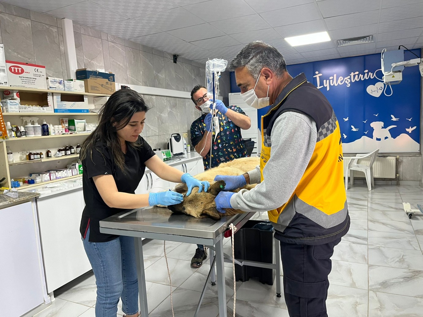 Ambulansın çarptığı K9 köpeği Sağlığına Kavuştu 