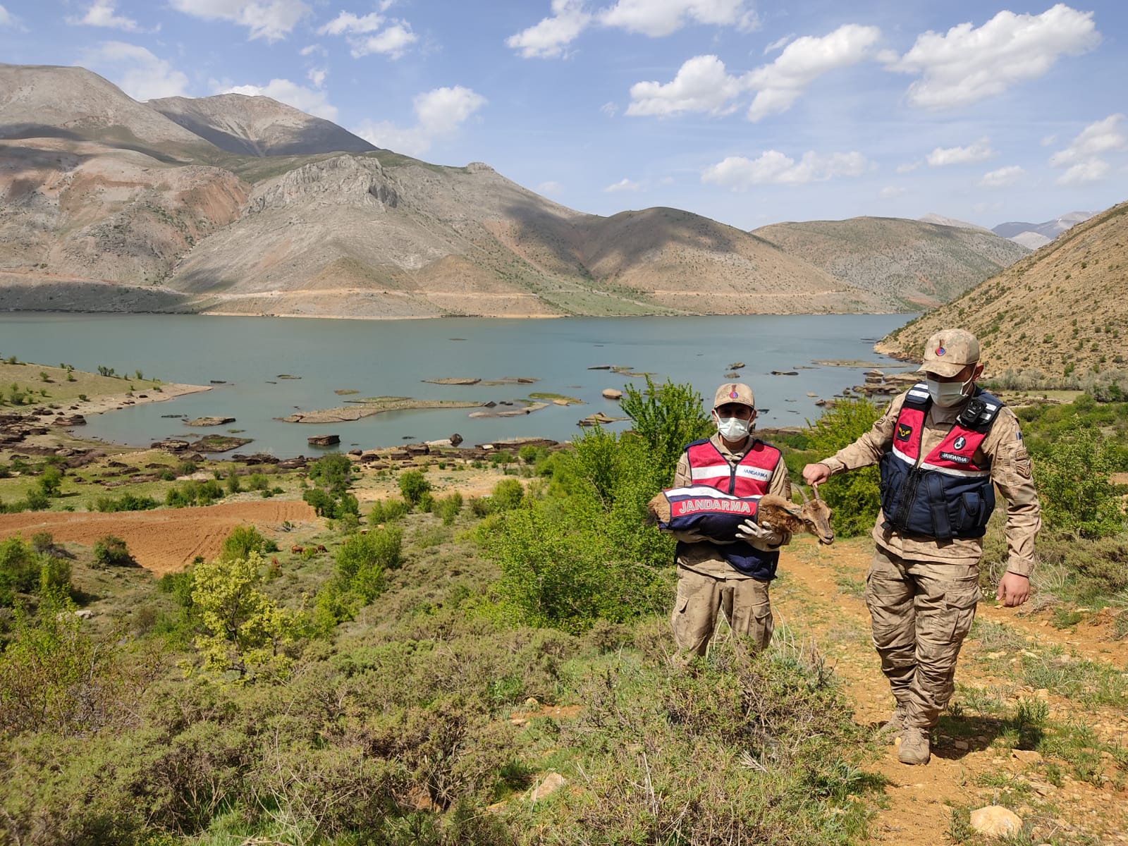 Gölete Düşen Dağ Keçisini Jandarma Kurtardı