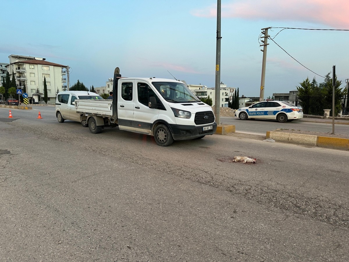 Can çekişen kediyi ezmemek isterken kazaya neden oldu