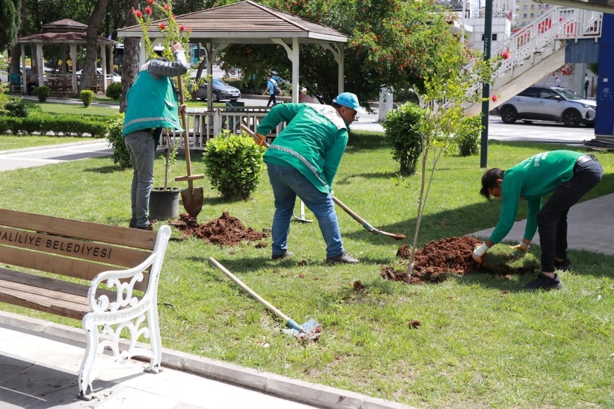 Haliliye Belediyesi ile parklar ağaçlandırılıyor