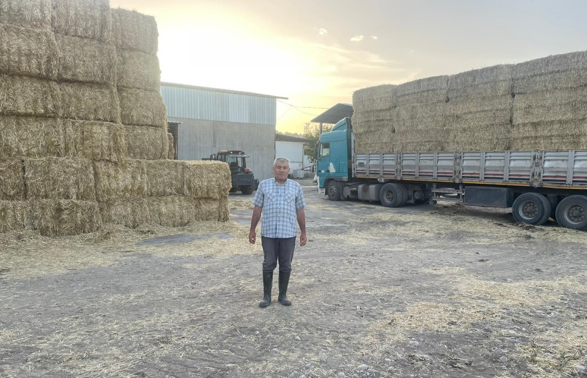 Samanlar bu yıl tarlada kalacak