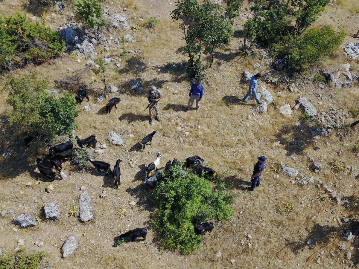Adıyaman'da kaybolan sürü drone ile bulundu