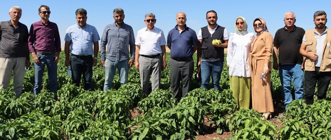 Adıyaman’da 4 tonluk biber hasadı