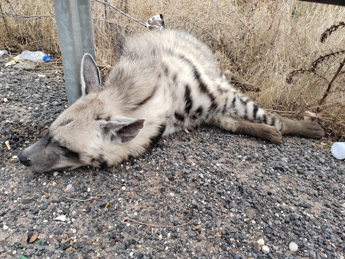 Şanlıurfa’da aracın çarptığı koruma altındaki çizgili sırtlan telef oldu