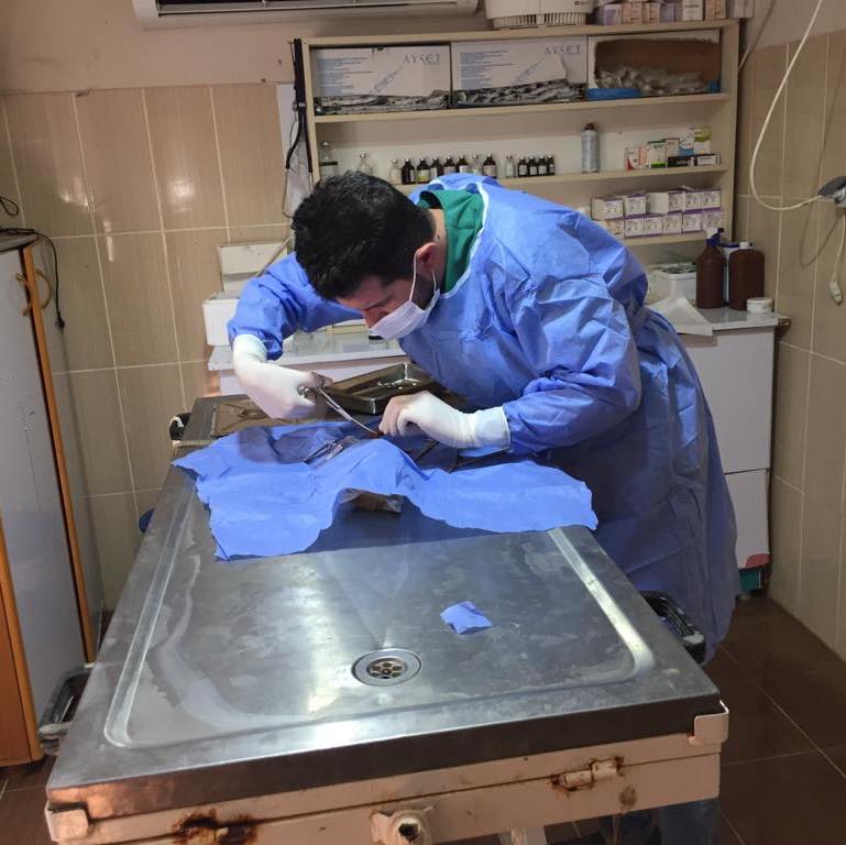 Fıtık Teşhisi Konulan Kedi Ameliyat Edildi