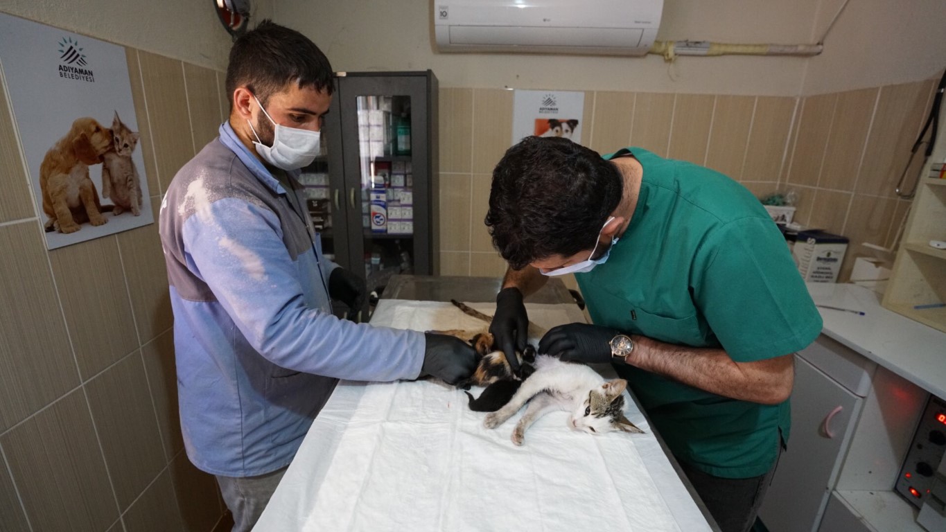 Yaralı Kedi, Yavru Hasretini Süt Annelikle Gideriyor