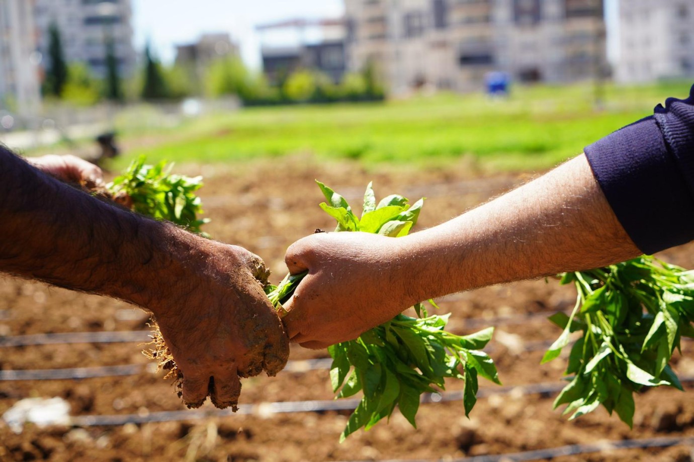 Adıyaman sofrasına doğal bereket
